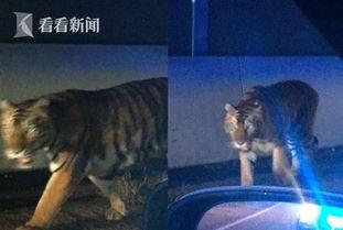 騒虎在线视频,揭秘网络直播的狂野世界